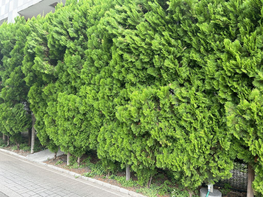 庭木や生垣の剪定・お手入れの施工事例