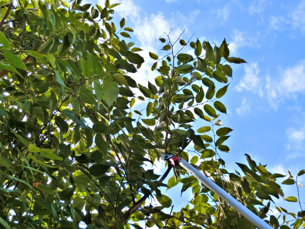 庭木の剪定・メンテナンス作業の様子
